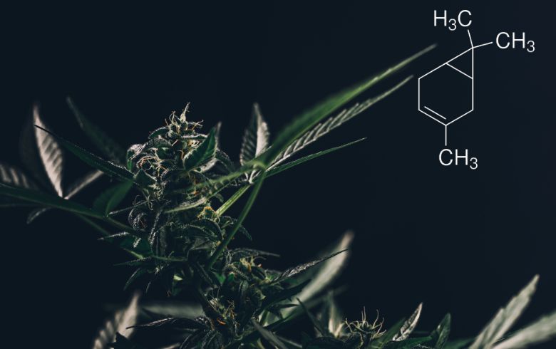 Cannabis-Nachrichten