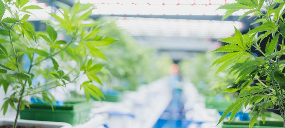 ventilator in einer kulturkammer