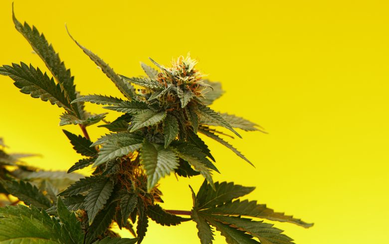 Cannabis-Nachrichten