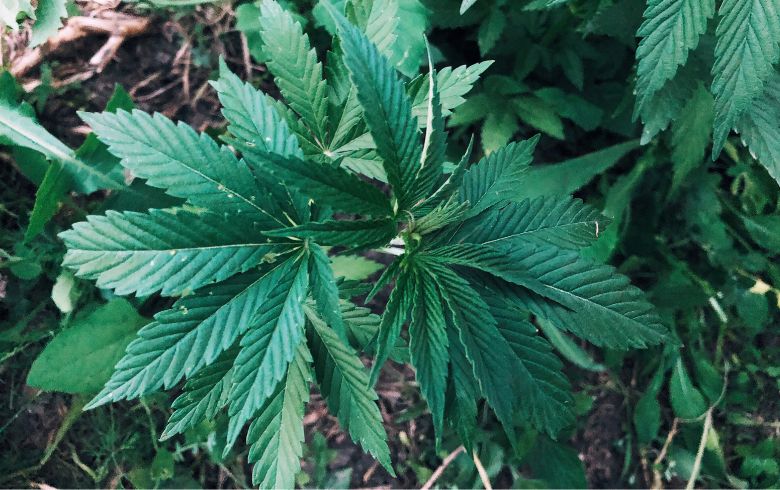 Anbauratgeber Anbauratgeber