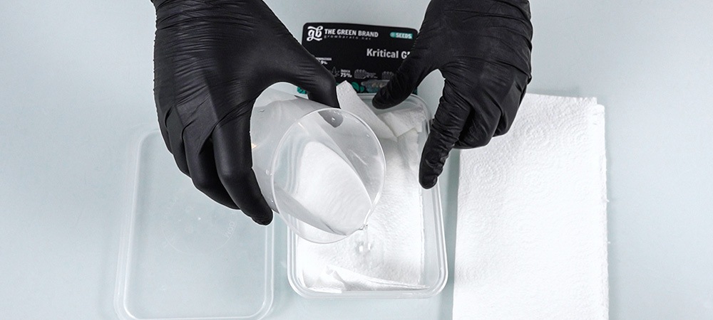 Semillas de cannabis germinación