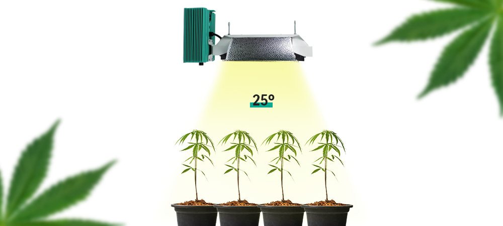 Cultivo indoor de focos