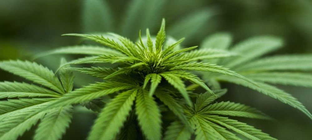 autoflowering feminisierte Samen