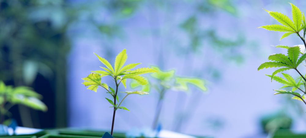 Cómo montar armario de cultivo indoor