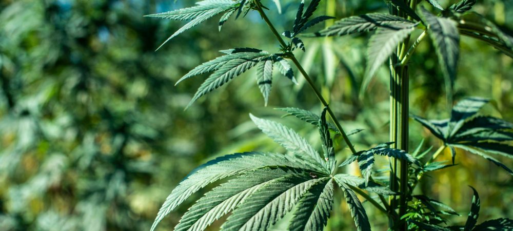 Cannabis-Sativa Outdoor-Anbau