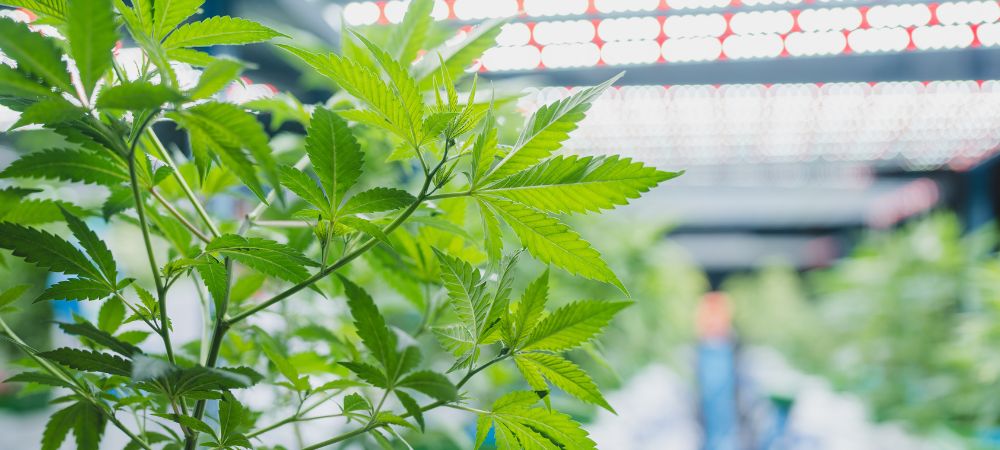 wie man einen selbstgemachten Innenraum herstellt