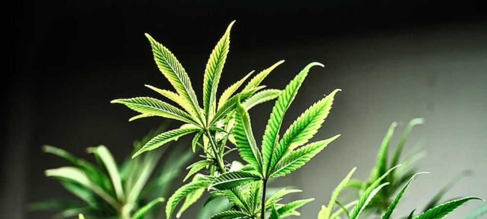 Indoor-Anbau LED in jeder Phase