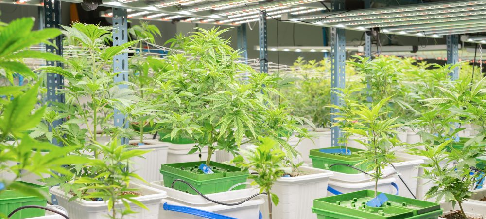 Cannabis-Sativa Indoor-Anbau