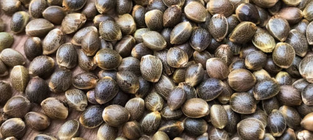 autoflowering feminisierte Samen