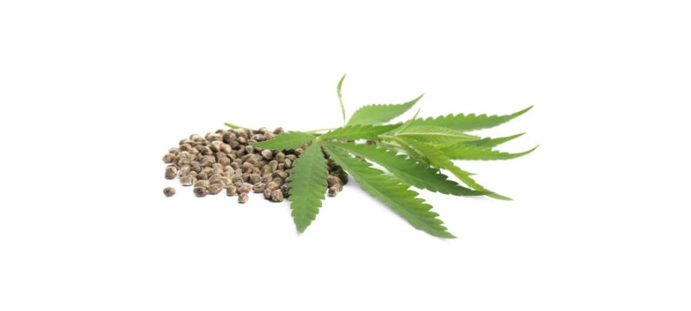 Feminizadas vs automáticas