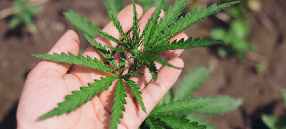 Eigenschaften von Cannabis-Sativa-Sorten