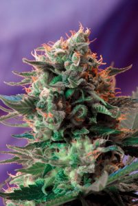 Eine klassische und leistungsstarke Familie von Sweet Seeds®: die Jack 47®-Familie in all ihren Versionen