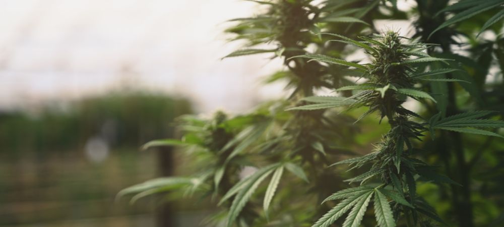 Cultivo en interior de cannabis