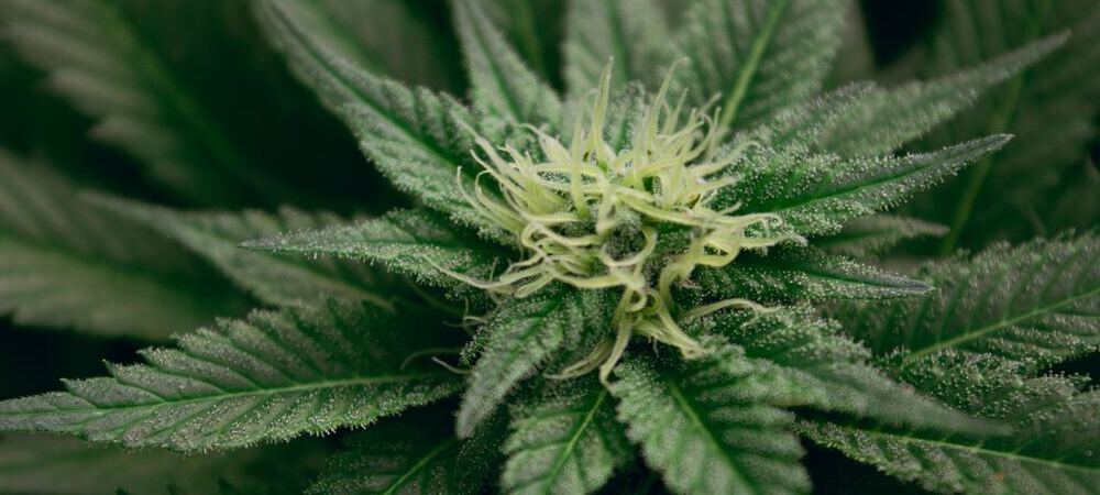 Wie man Düngemittel von Advanced Nutrients verwendet