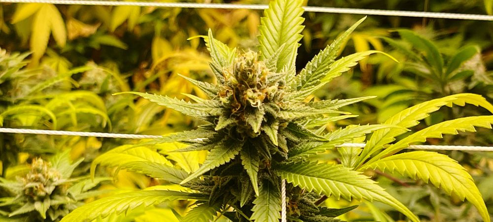 gelbe Blätter Cannabis