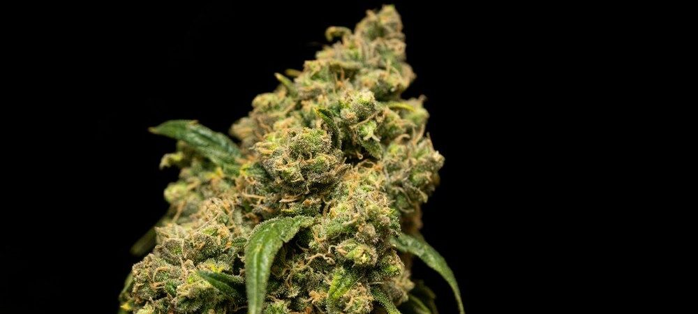 Wie man Düngemittel von Advanced Nutrients verwendet