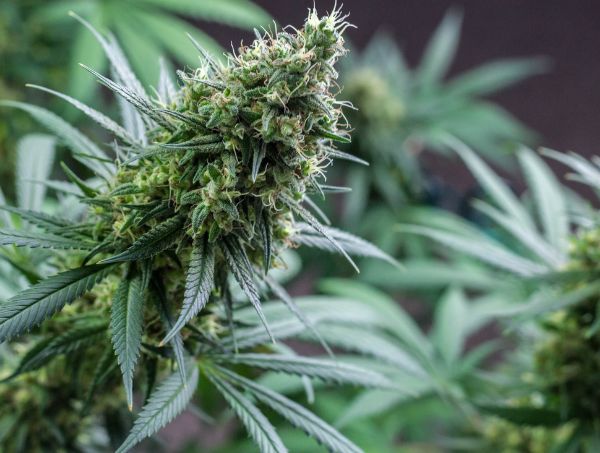 Medizinisches Cannabis