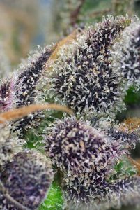 Entdecken Sie alle CBD-reichen Sorten von Sweet Seeds®
