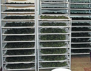 Cannabis-Nachrichten