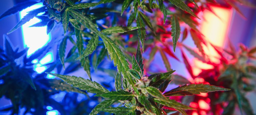 Cannabispflanze unter roten und blauen LED-Lichtern in einem Indoor-Grow, mit grünen Blättern unter Wachstumsspektrum