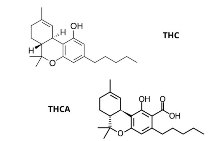 Medizinisches Cannabis