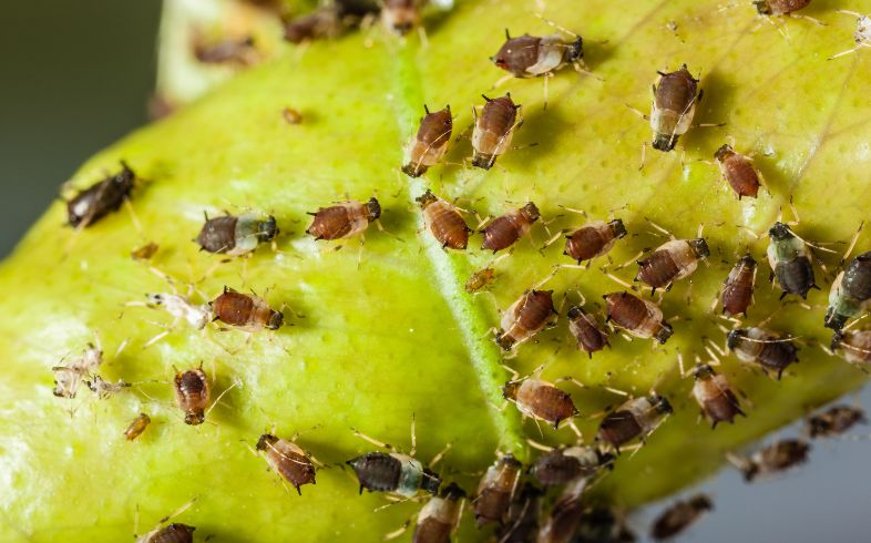 Das beste Insektizid gegen Blattläuse 2025