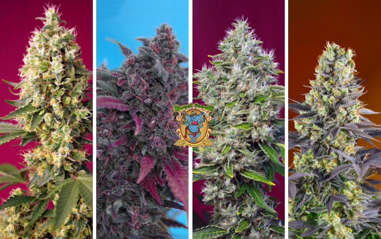 Die besten Sweet Seeds®-Sorten für Extraktionen