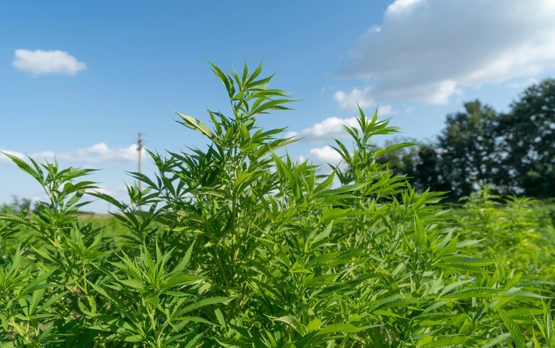 Cannabis-Nachrichten