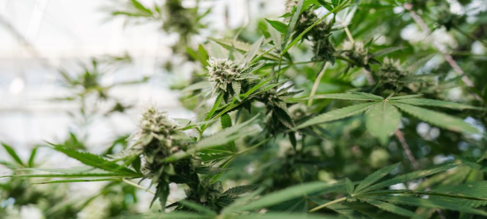 Cómo hacer un indoor casero