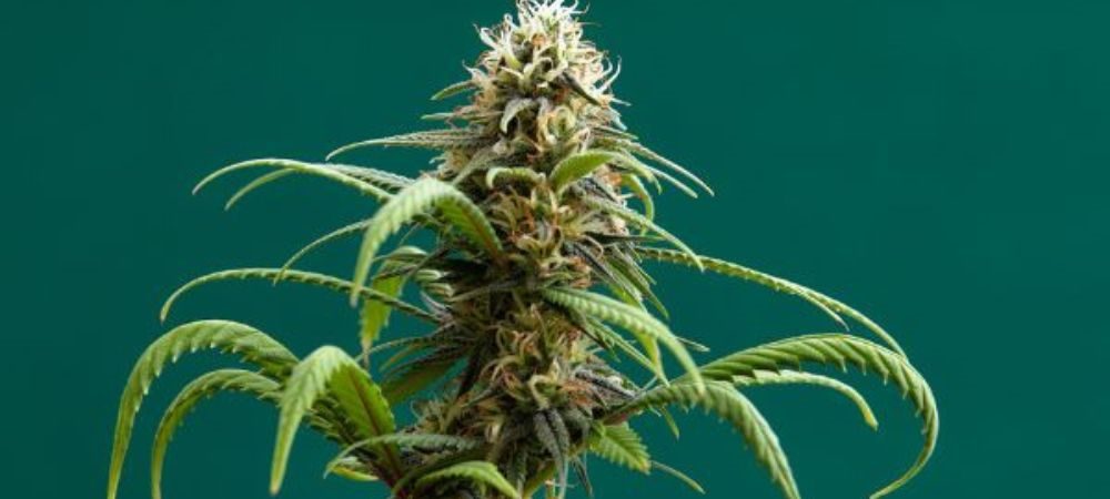 Semillas auto cultivo invierno