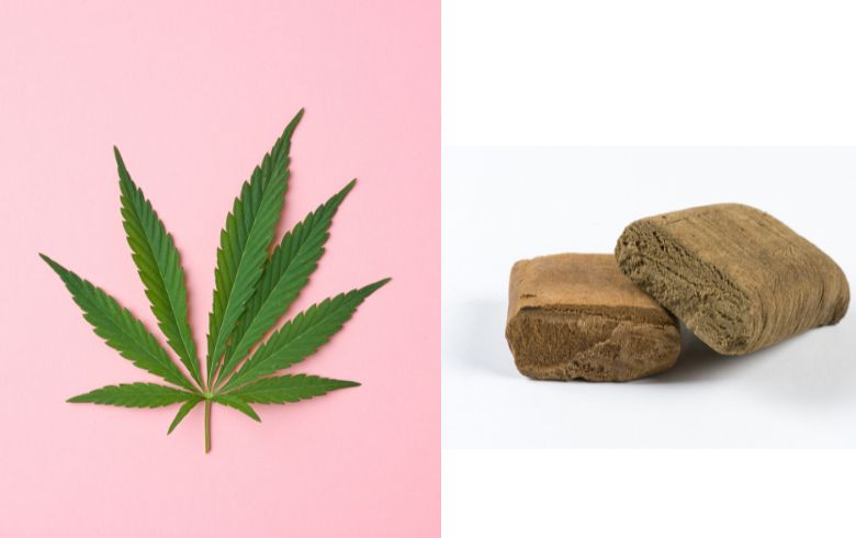 Cannabis-Nachrichten