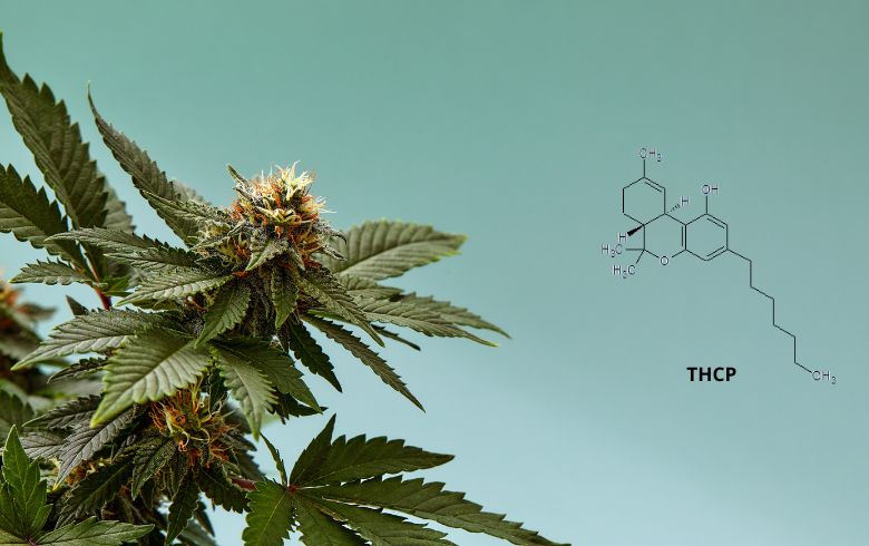 Cannabis-Nachrichten
