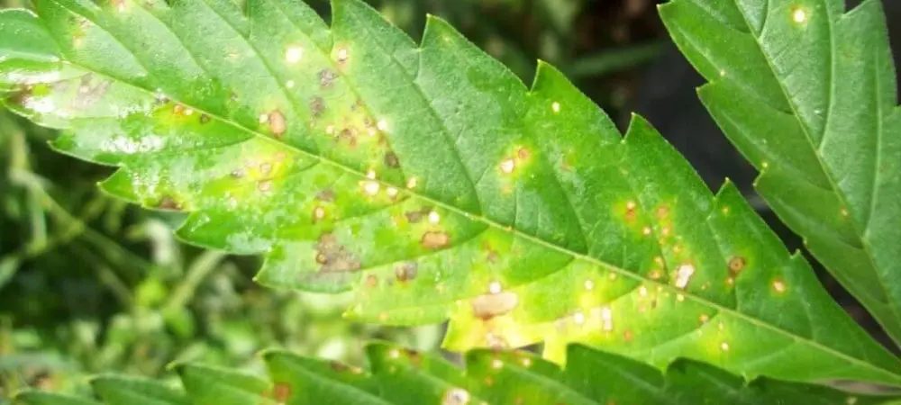 Cannabisblatt-Symptome