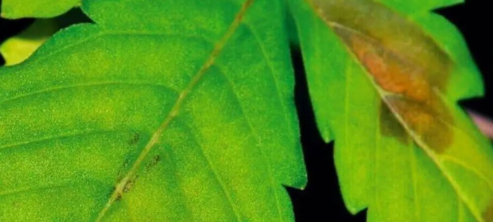 Cannabisblatt-Symptome