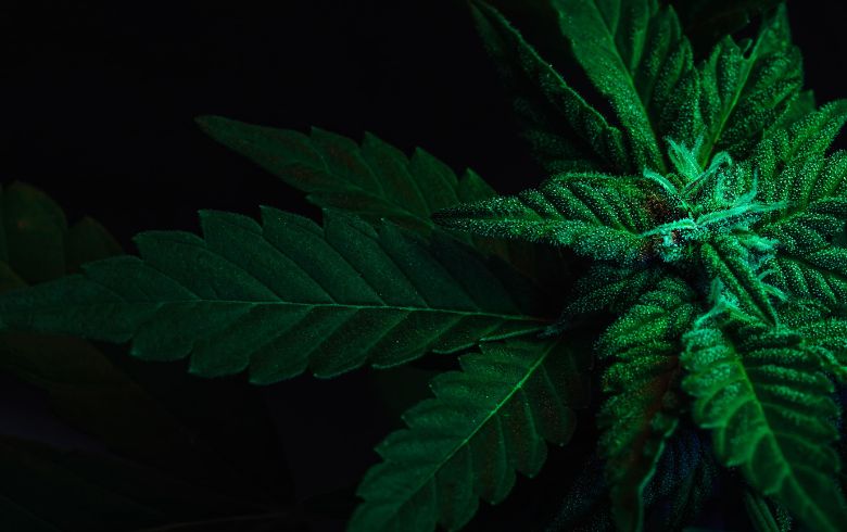 Cannabis indica: Die 5 besten sorten
