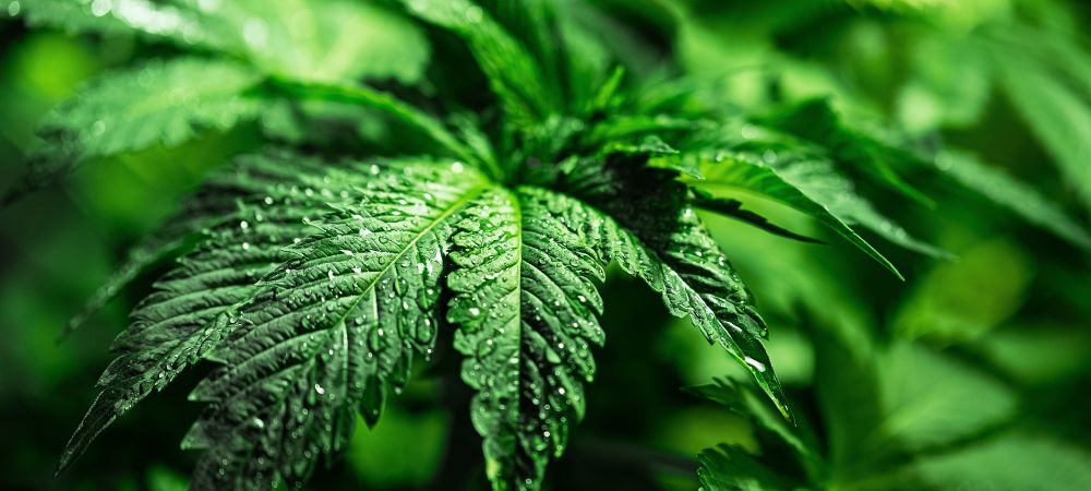 Marihuana índica cultivo