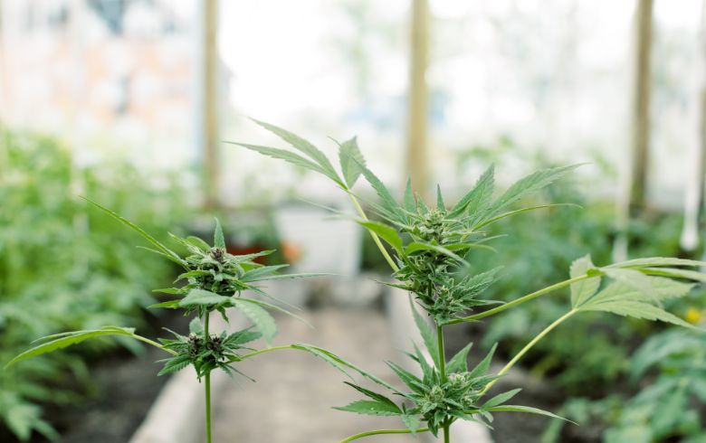 Cannabis-Nachrichten