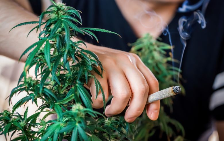 Cannabis-Nachrichten