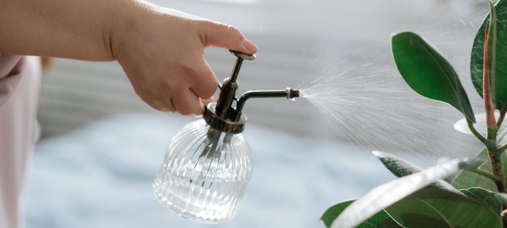 Mit Zimt gießen für Pflanzen