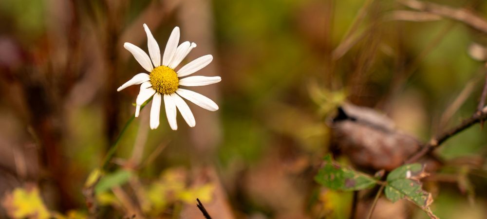 Kann man Kamille rauchen