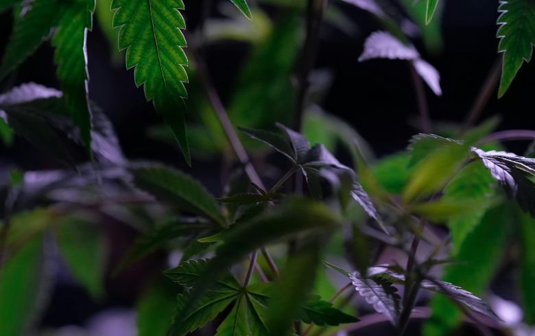 Cannabis-Nachrichten