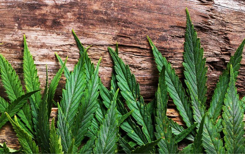 Cannabis-Nachrichten