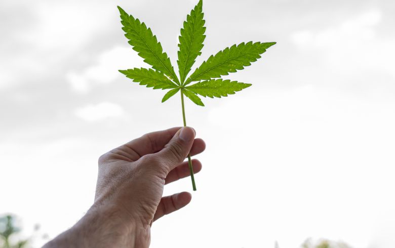 Cannabis-Nachrichten