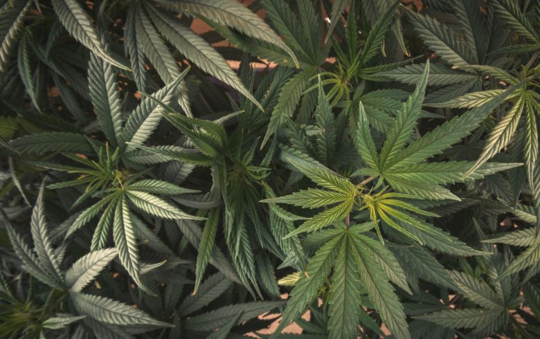Cannabis-Nachrichten