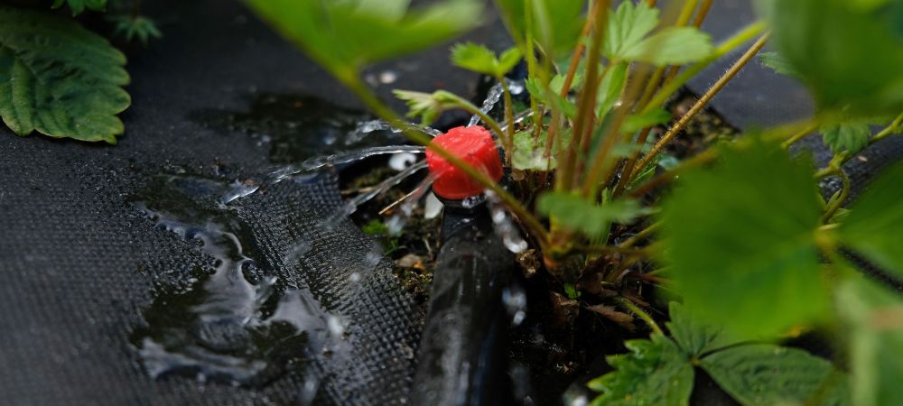 Tropfbewässerung
