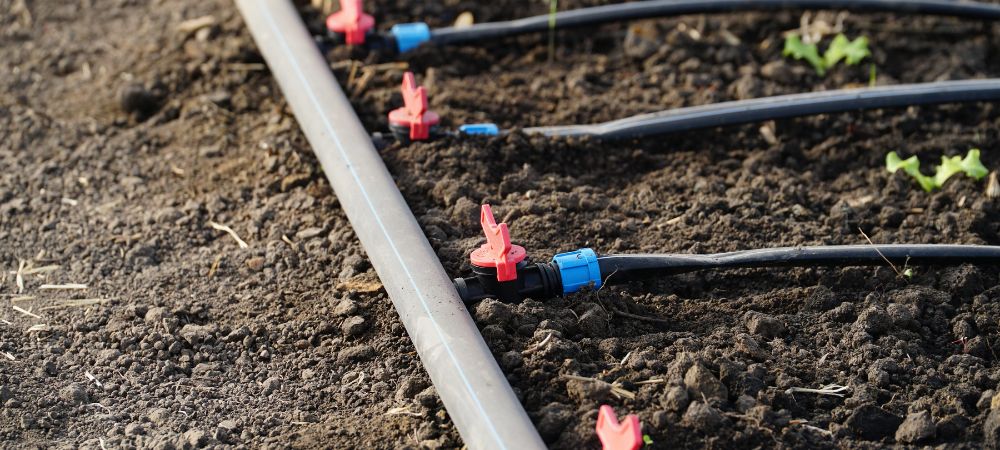 Tropfbewässerung