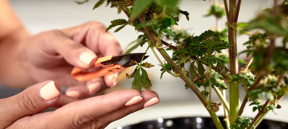 Monster Cropping wie es gemacht wird