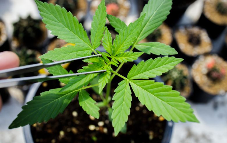 Cannabis-Nachrichten