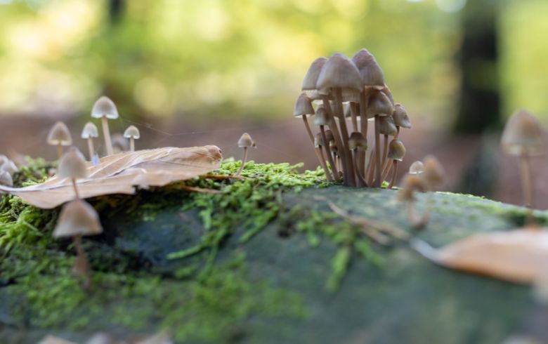 Anbauratgeber Anbauratgeber