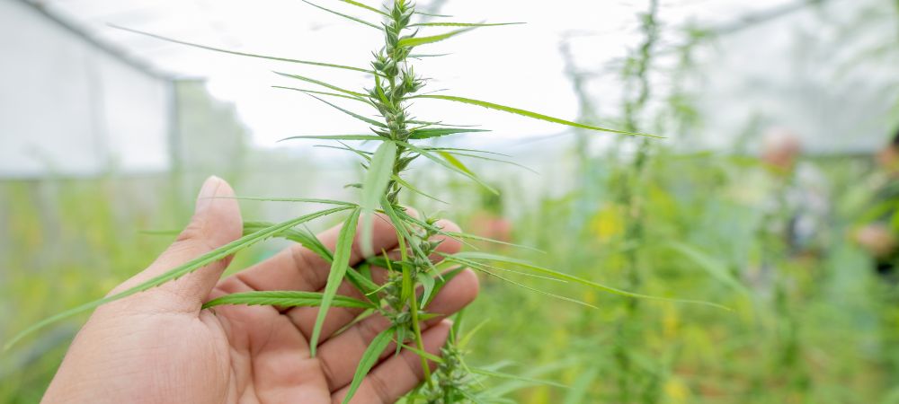 Was ist Monster Cropping